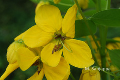 Senna surattensis
